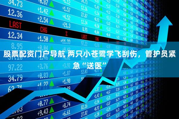 股票配资门户导航 两只小苍鹭学飞刮伤，管护员紧急“送医”